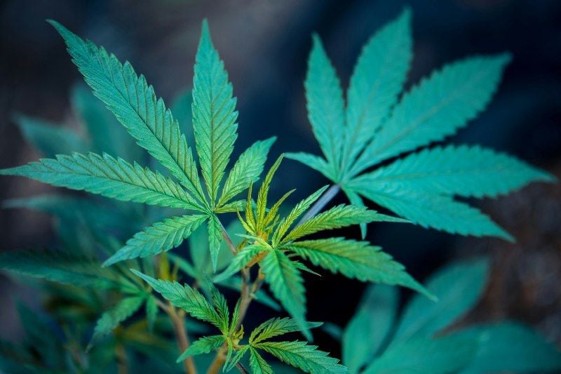 The Benefits of Cannabis Use for Sleep: A Natural Solution to Restful Nights The Benefits of Cannabis Use for Sleep: A Natural Solution to Restful Nights